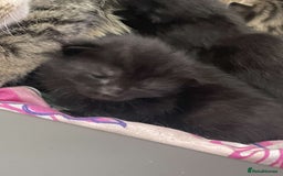 Mixed Breed cats for sale: Kittens for sale - Image 2