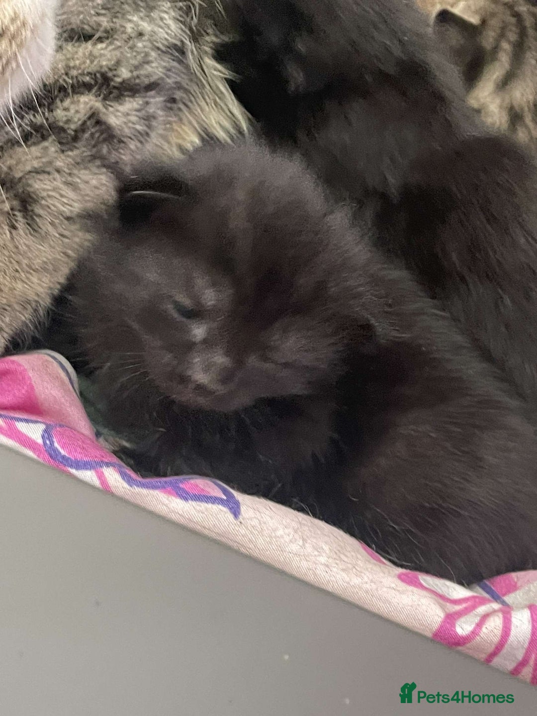 Mixed Breed cats for sale: Kittens for sale - Image 2