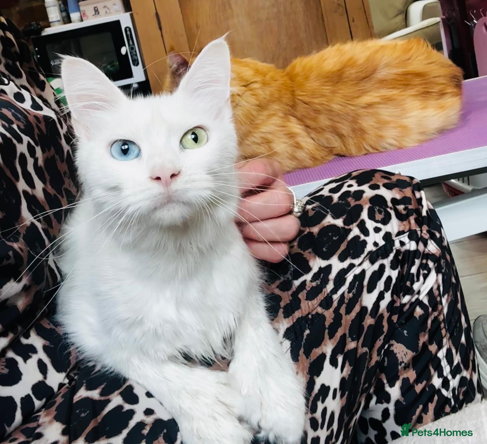 Maine Coon cats for sale: Polydactyl Maine Coons - Advert 1
