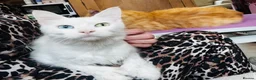 Maine Coon cats for sale: Polydactyl Maine Coons - Advert 1