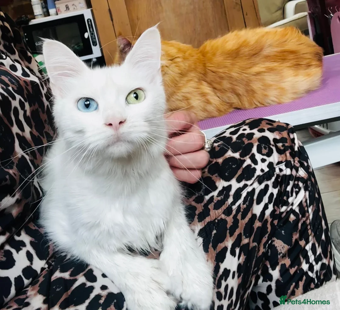 Maine Coon cats for sale: Polydactyl Maine Coons - Advert 1