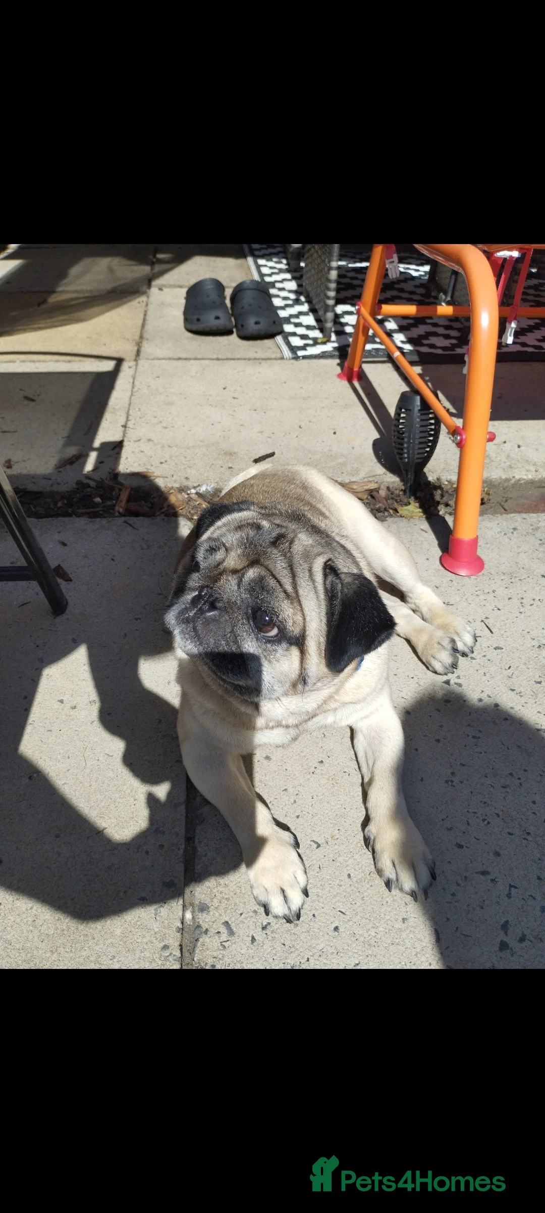 Pug dogs for sale: Beautiful fawn pug - Advert 5