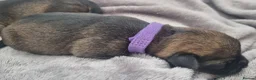 Border Terrier dogs for sale: Beautiful Kc registered Border Terrier Puppies  in Barnsley - Advert 5