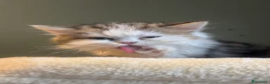 Persian 2