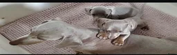 Miniature Dachshund dogs for sale: Sweethearts looking for forever families 🐶 - Advert 2
