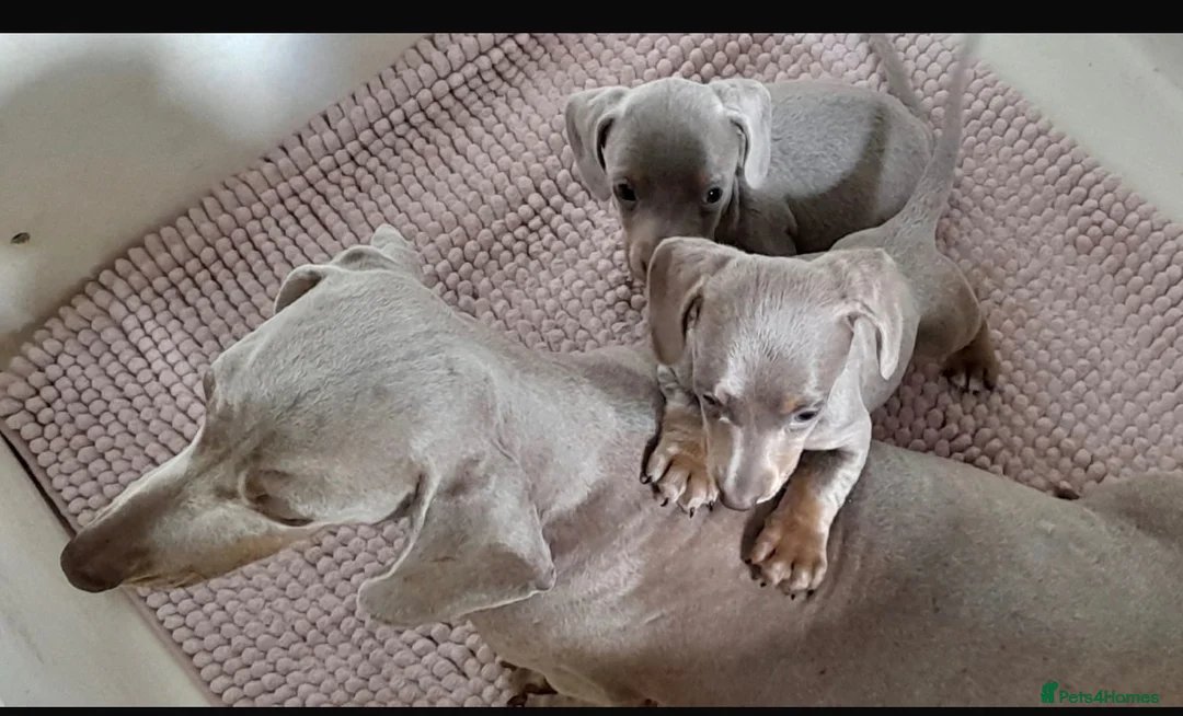 Miniature Dachshund dogs for sale: Sweethearts looking for forever families 🐶 - Advert 2
