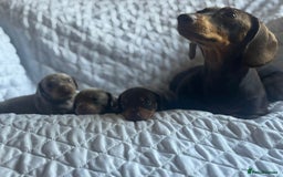 Miniature Dachshund dogs for sale: Kennel club registered dachshund puppys PRA clear  - Image 11