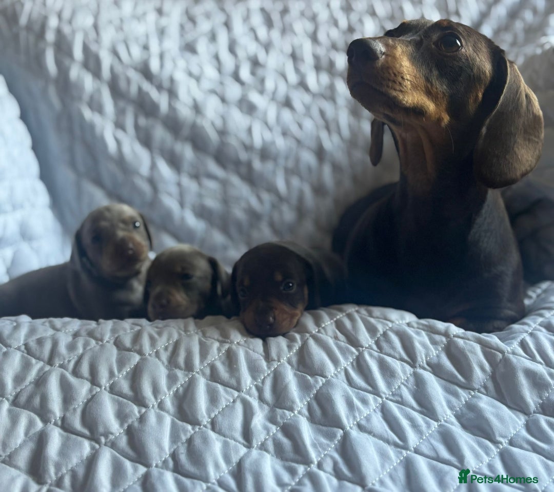 Miniature Dachshund dogs for sale: Kennel club registered dachshund puppys PRA clear  - Image 11