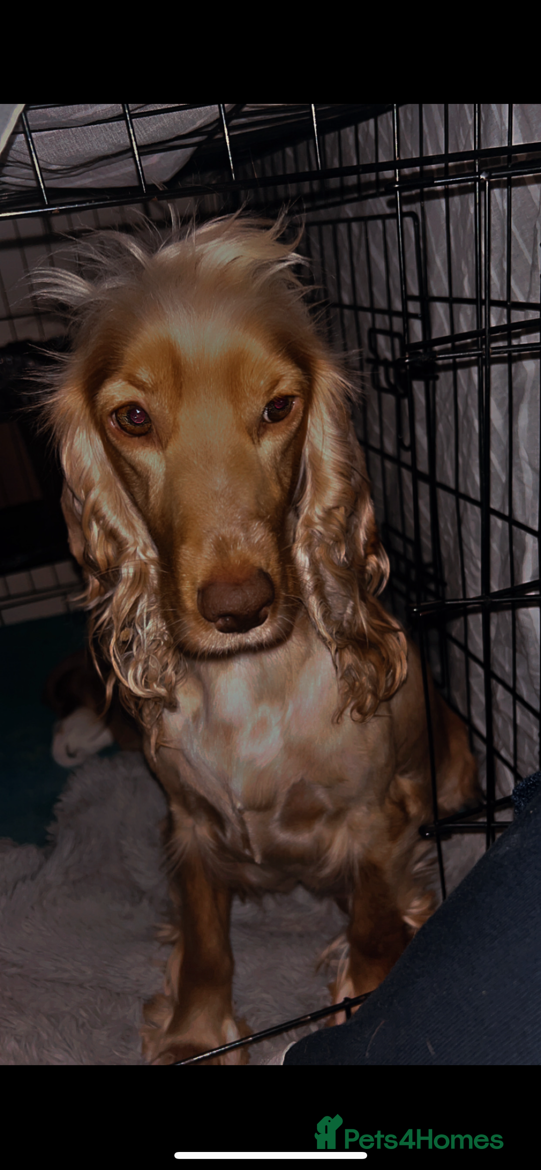 Cocker Spaniel dogs for sale: English Cocker Spaniels  - Advert 1