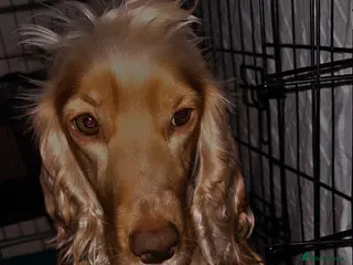 Cocker Spaniel dogs English Cocker Spaniels - Advert 12