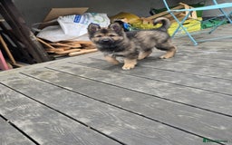 German Shepherd dogs for sale: German Shepherd Puppies  - Image 6