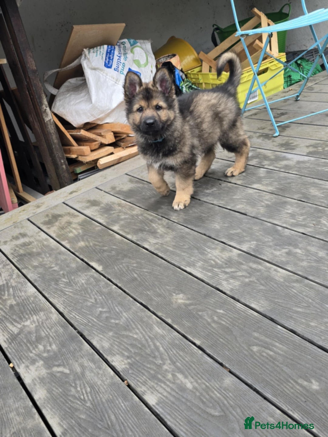 German Shepherd dogs for sale: German Shepherd Puppies  - Image 6