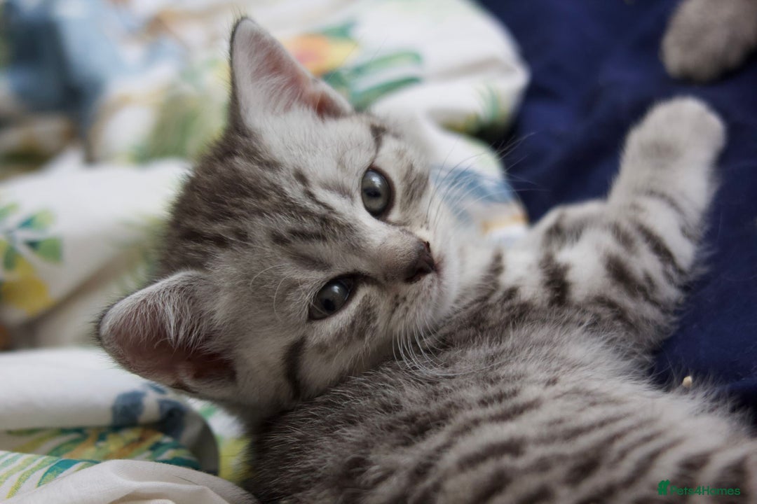 British Shorthair cats for sale: GCCF REGISTERED CHAMPION LINES SILVER SPOTTED BSH - Image 19