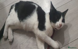 Mixed Breed cats for sale: 5 Cute Kittens Ready for New Homes!! 🐾 - Image 5