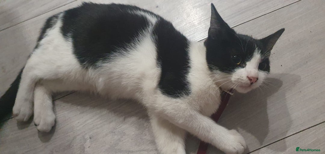 Mixed Breed cats for sale: 5 Cute Kittens Ready for New Homes!! 🐾 - Image 5