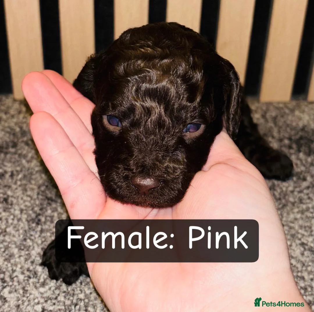Cockapoo dogs for sale: 1 Male F1B Cockapoo looking for forever home 🐾 - Advert 11