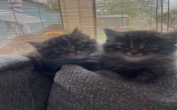 Mixed Breed cats for sale: Last one left! Mixed Breed Mini Maine Coon Dupes - Image 18