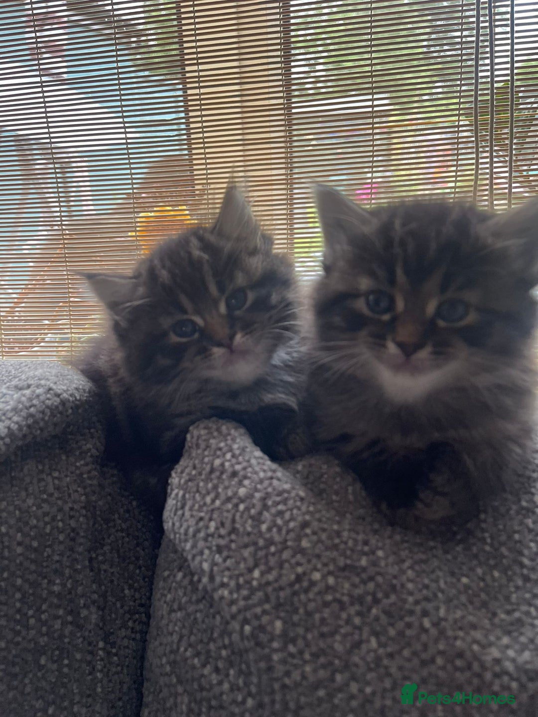 Mixed Breed cats for sale: Last one left! Mixed Breed Mini Maine Coon Dupes - Image 18