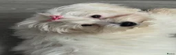 Havanese dogs for sale: Beautiful havanese puppies ready to go!  - Advert 8