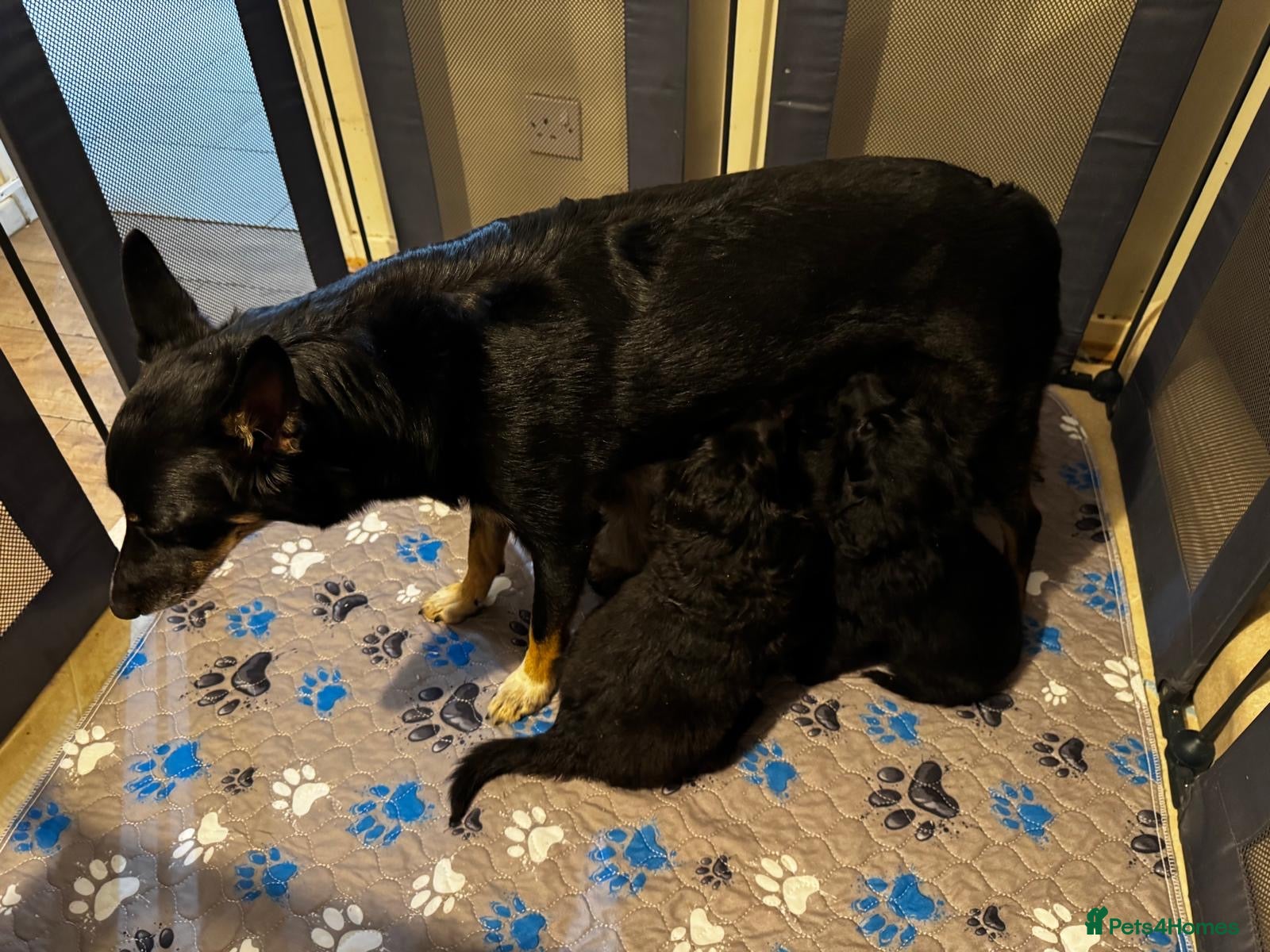 Bordoodle dogs 💙 Ready to leave 🩷 F1 Bordoodle puppies 🩷 - Advert 2
