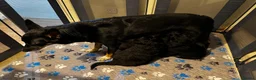 Bordoodle dogs for sale: 🩷 Beautiful F1 Bordoodle puppies 2 left 🩷 in Wokingham - Advert 2