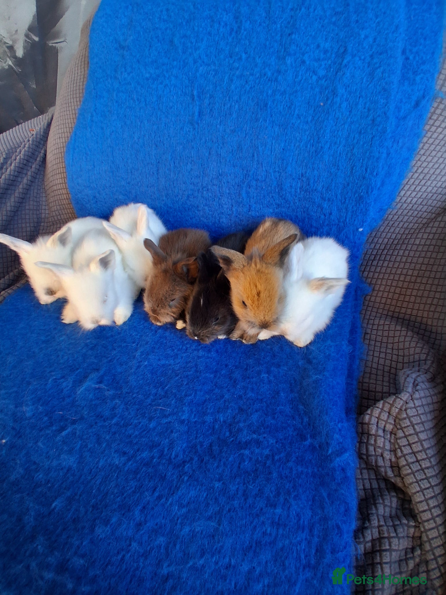 Lionhead rabbits Lionhead Baby Bunnies  - Advert 7