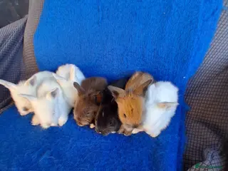 Lionhead rabbits Lionhead Baby Bunnies - Advert 7