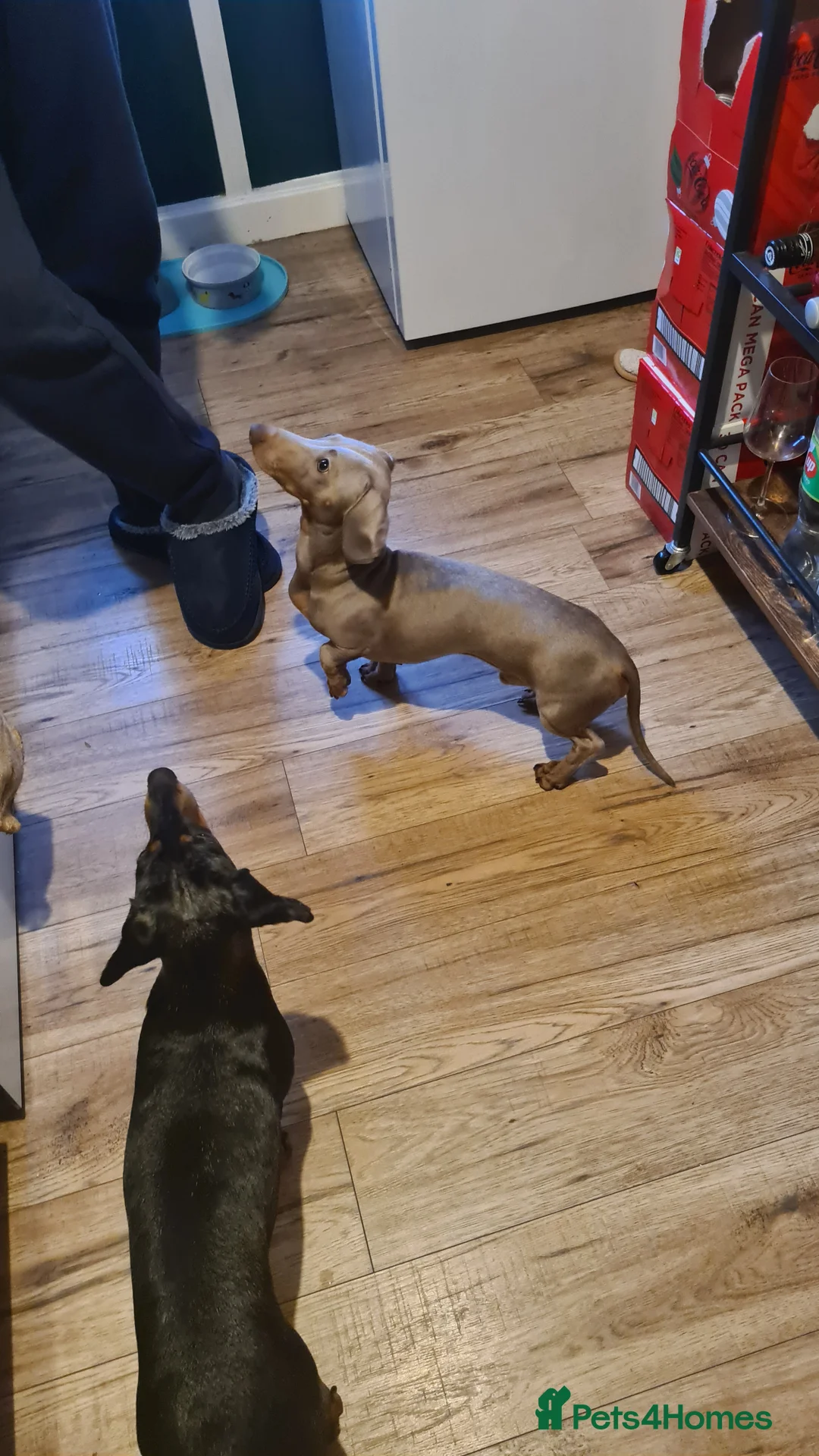 Miniature Dachshund dogs for stud: Stud dog available for studding - Advert 8