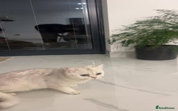 British Shorthair cats for sale: British short hair - Image 2