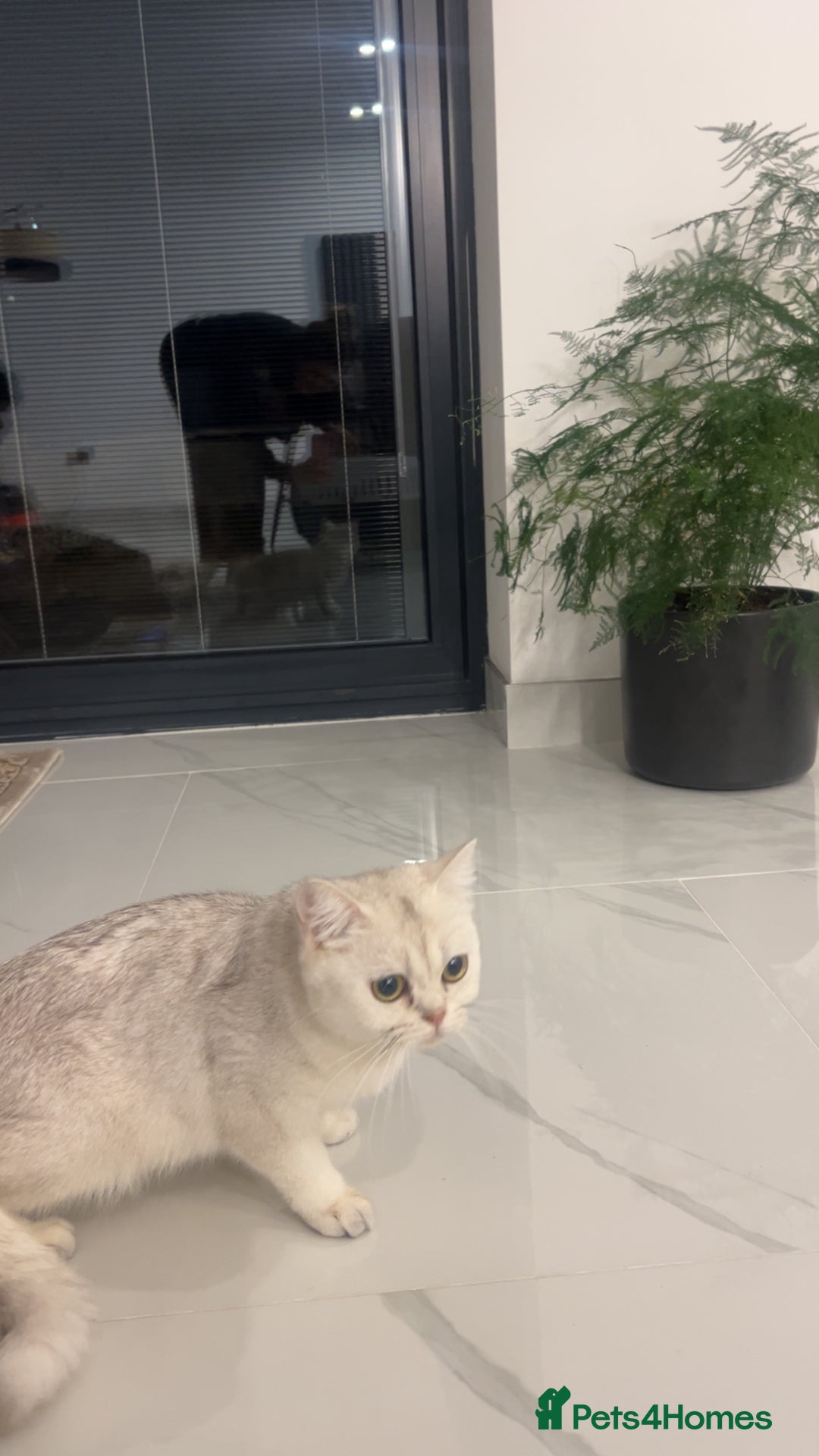 British Shorthair cats for sale: British short hair - Image 2