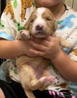 Double Doodle dogs - Advert 2