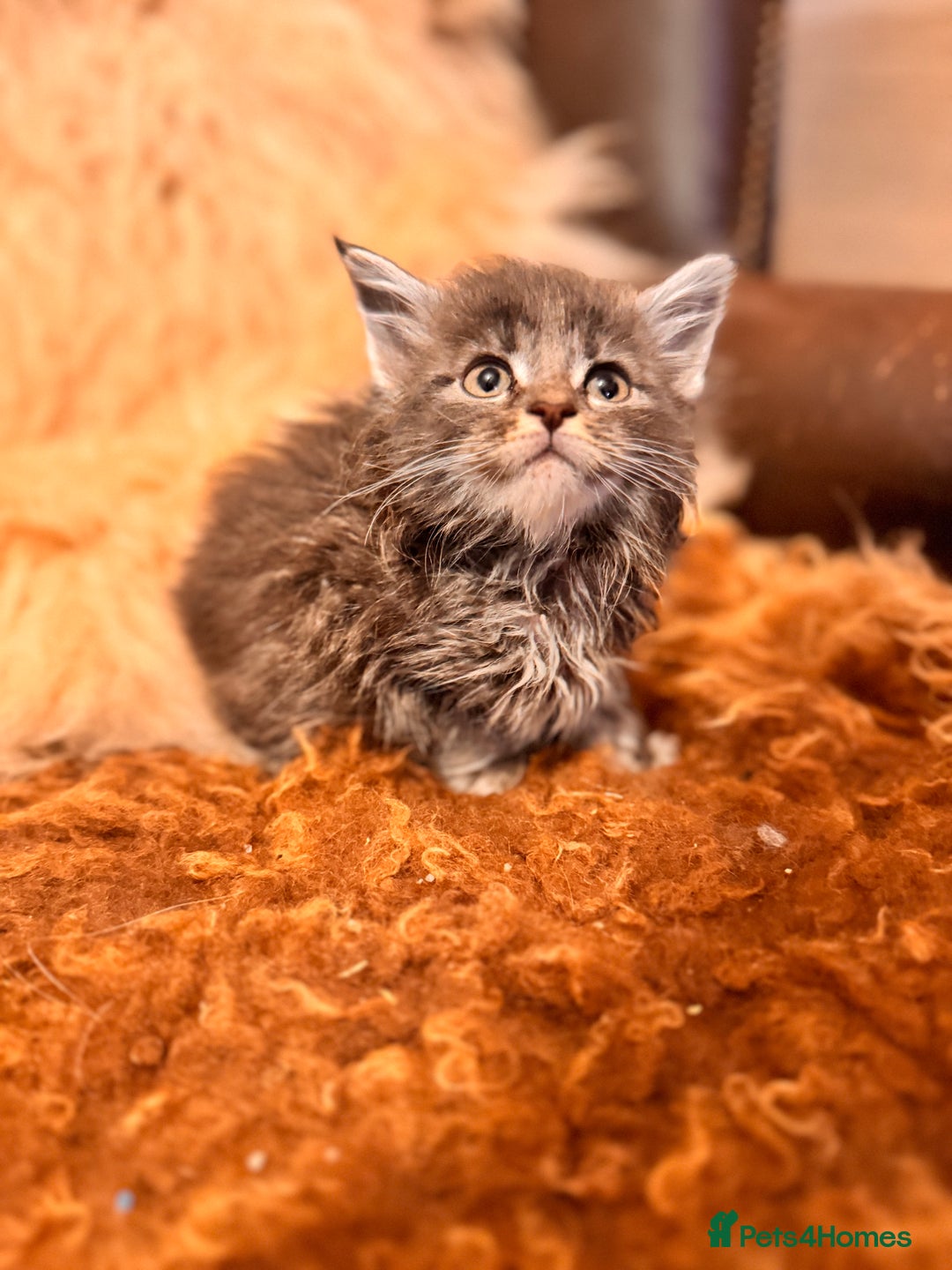Maine Coon cats for sale:  TICA Registered Maine Coon Kittens- ready now  - Advert 28