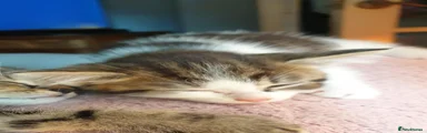 Male 1