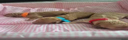 Cockapoo dogs for sale: 6 stunning cockerpoo 3 boys 3 girls  - Advert 28