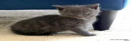 Mixed Breed cats for sale: Gorgeous Rag Doll/Maine Coon/Russian Blue X - Advert 12