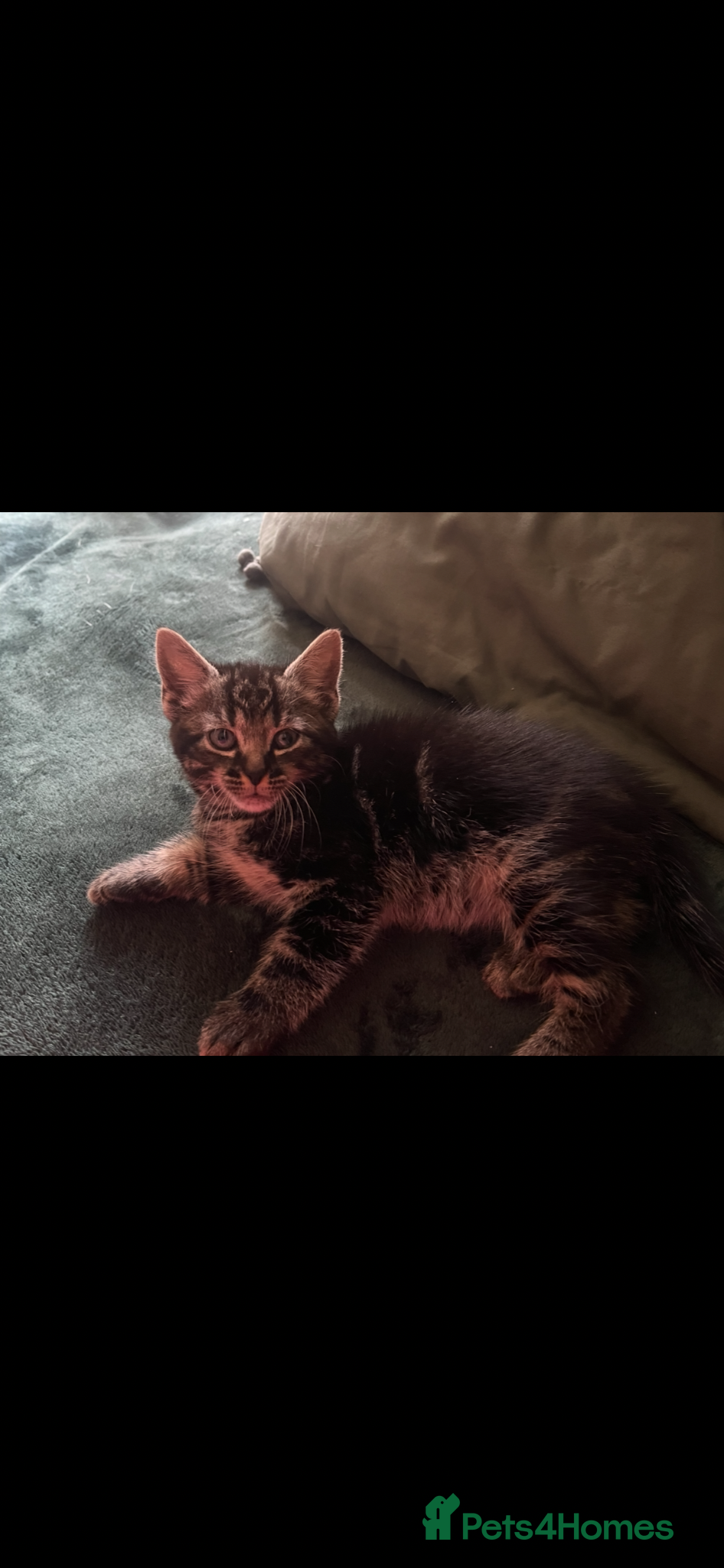 Norwegian Forest Cat cats Mixed breed/Norwegian Forest Cat  - Advert 2