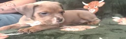 Mixed Breed dogs for sale: Mastiff x Olde English Buldogge  - Advert 20