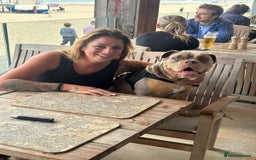 Mixed Breed dogs for sale: She's just the best - Image 2
