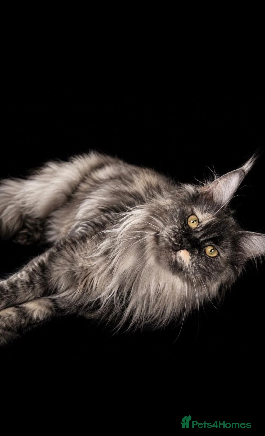 Maine Coon cats for sale: Maine Coon TICA Black Smoke in Blaenau Ffestiniog - Advert 5