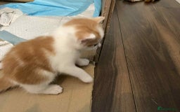 British Shorthair cats for sale: Kittens for sale - Image 14