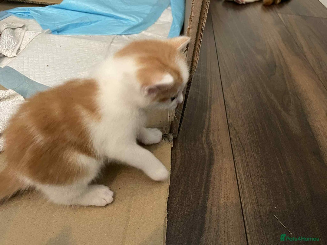 British Shorthair cats for sale: Kittens for sale - Image 14