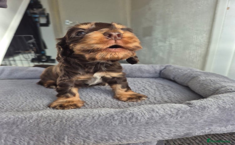 Cocker Spaniel dogs - Advert 1