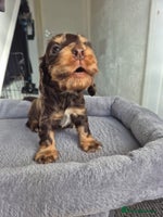 Cocker Spaniel dogs - Advert 12