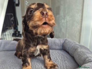 Cocker Spaniel dogs - Advert 18