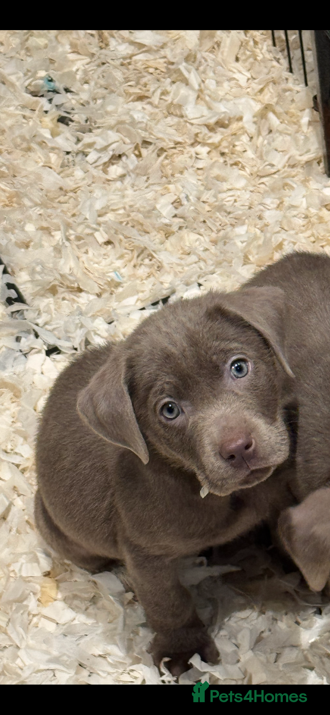 Labrador Retriever dogs for sale: STUNNING SILVER LABRADOR PUPS - Advert 2