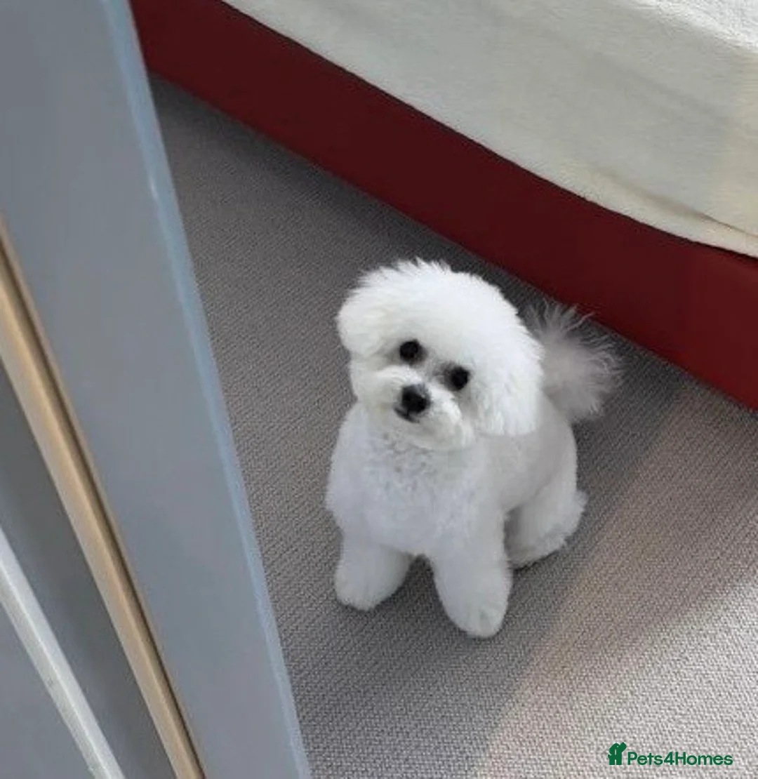 Bichon Frise dogs for sale: Beautiful Bichon Frise for rehoming - Advert 2