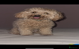 Mixed Breed dogs for sale: Beautiful 16 month apricot Cavapoochon - Advert 3