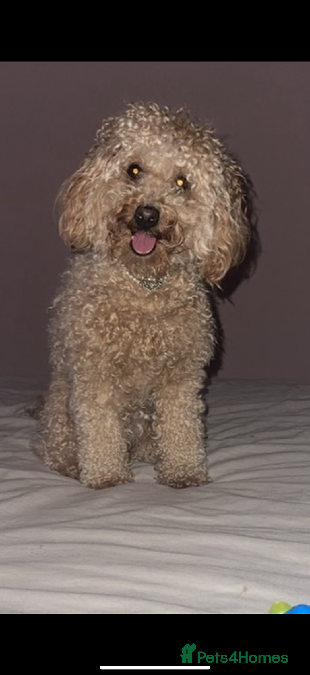 Mixed Breed dogs for sale: Beautiful 16 month apricot Cavapoochon - Advert 3