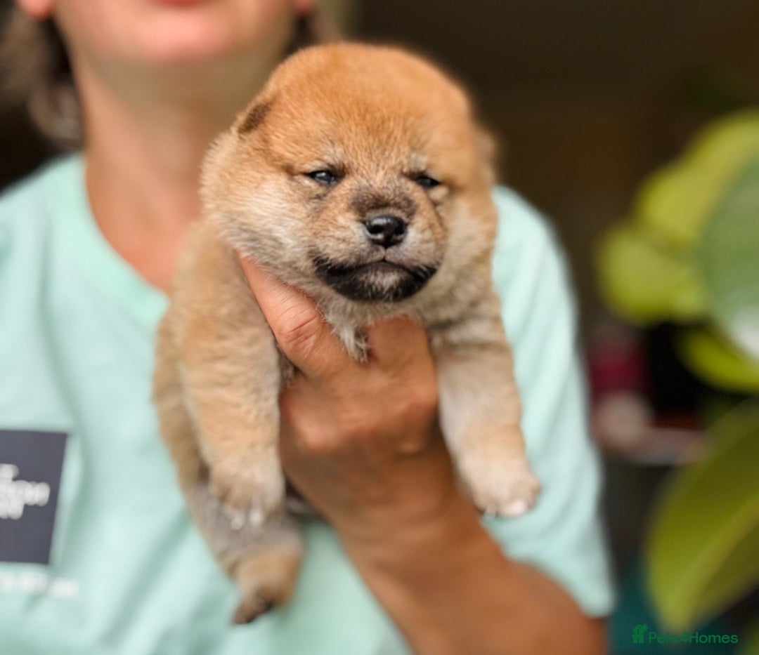 Japanese Shiba Inu dogs for sale: KC reg Japanese Shiba Inu puppies  - Image 23