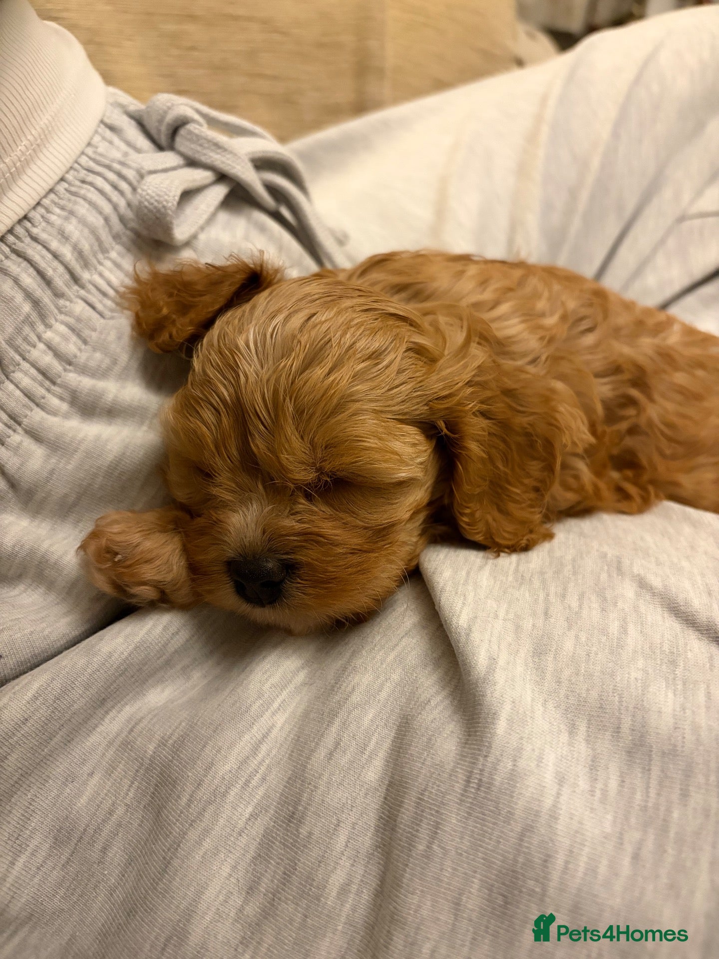 Cavapoo dogs Only One Female Cavapoo Puppy Left – Apricot Girl - Advert 6